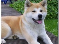 ¿Cómo son los chips para perros?