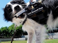 Comunícate con tu perro