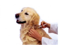 Historia de un microchip: cuatro razones para utilizarlos.