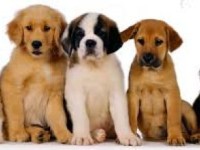 Descubrí por qué tener mascotas hace bien