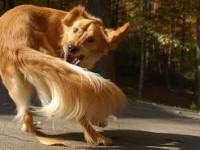 Lo que dicen los perros cuando mueven la cola