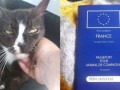 Perdieron a su gata en Londres y apareció 8 años después en París