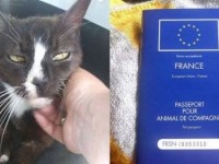 Perdieron a su gata en Londres y apareció 8 años después en París