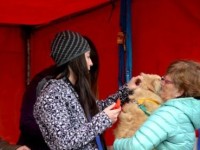 200 canes fueron patentados con la metodóloga del microchip en El Calafate