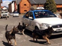 Microchips a los perros para conocer a sus dueños