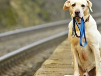 Consejos para poder encontrar a una mascota perdida