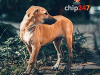 Perros Callejeros en Argentina: Una Realidad Desafiante y la Experiencia de Holanda